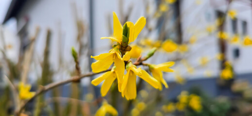 Yellow flowers of forsythia in spring