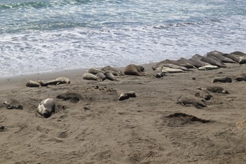 Fototapeta na wymiar Elephant seals basking in the sun on a beach near San Simeon, California, United States