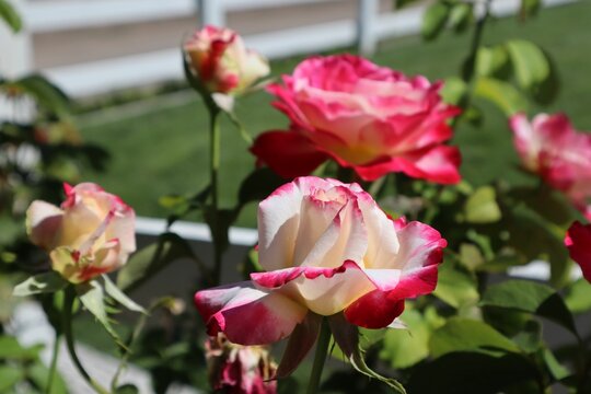 Close-up shot of pink and white tea hybrid roses in a garden in sunlight
