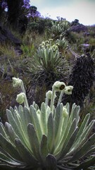 Obraz premium Closeup of beautiful green Ruilopezia plants in rocky and grassy valley