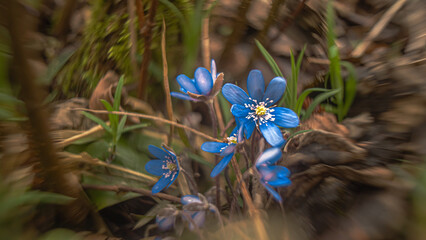 Hepatica nobilis-hepatitis blue spring flowers in macro photography with blur and bokeh effect.