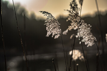 Phragmites australis -dried reed in spring under the light of the setting sun in podlasie ,Poland. - obrazy, fototapety, plakaty
