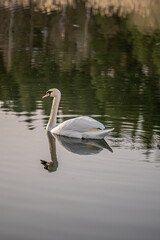 A swan swimming on the calm water of a small lake in Podlasie,Poland.