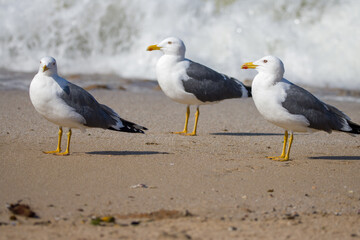 Three seagulls on a sandy beach