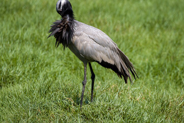 Lone demoiselle crane preening its feathers on a field