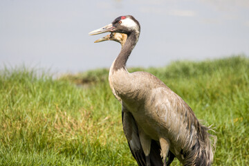 Gray cranes on a field against a blurred background