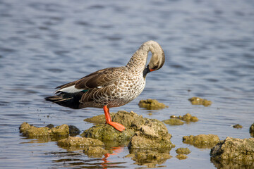 Closeup shot of a Mallard in a rocky shore