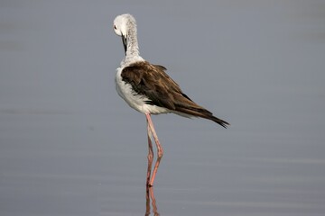 Closeup shot of a Stilt in a water