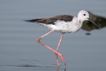 Closeup of a black winged tilt walking in a shallow water