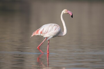 Beautiful flamingo with a pink beak and feathers walking in a shallow lake in the wilderness