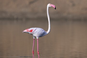 Beautiful pink-beaked flamingo with red and white plumage standing in a dark lake in the wilderness