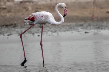 Pink flamingo wading in water