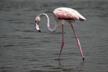 Pink flamingo wading in water