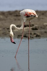 Pink flamingo wading in water