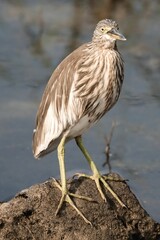 Selective focus shot of pond heron on rock