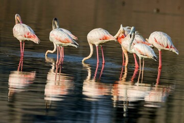 View of flock of flamingos in water