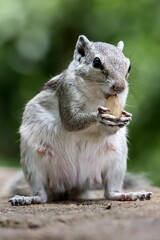 Vertical close-up shot of a chipmunk eating nuts on the ground