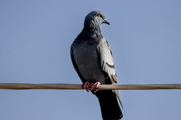 Close-up shot of a pigeon sitting on a wire