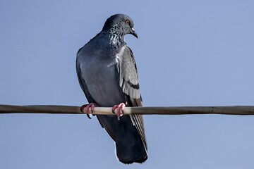 Close-up shot of a pigeon sitting on a wire