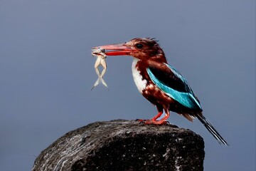 White-throated kingfisher (Halcyon smyrnensis) on a stone