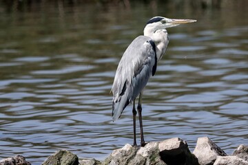 Selective of a grey heron (Ardea cinerea) by the pond