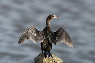 Selective of a little cormorant (Microcarbo niger) on a stone by the water