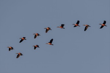 Beautiful flock of birds, cranes flying in the cloudless blue sky - obrazy, fototapety, plakaty