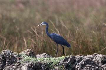 Western reef heron walking on the mossy stone with yellow grass blurred background