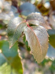 Leaves of the evergreen bush Mahonia, close-up photo - 783639405