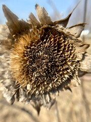 Dry withered sunflower flower in nature. Close-up photo - 783639406