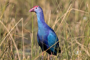 Closeup of the Western swamphen (Porphyrio porphyrio) resting in the field on the blurred background