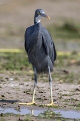 Vertical shot of a black Heron found roaming around in the wild