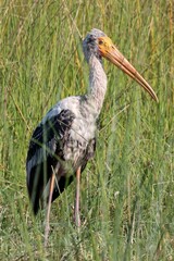 Closeup of a painted stork in a sunlit green field with grass background
