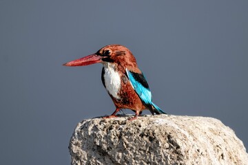 Selective focus of a white-throated kingfisher standing on sunlit stone