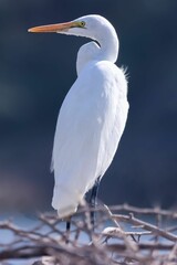 Vertical shot of a white Dalmatian Pelican found roaming around in the wild