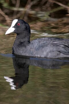 Closeup of a Eurasian coot swimming in water with blurred background
