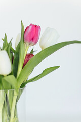 Vertical of pink and white tulips in a glass vase on blurred white background