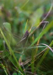 Closeup of a grasshopper on grass