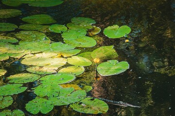 Closeup of water lily flowers growing in a pond