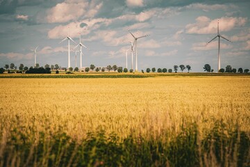 Scenic view of a wheat field against windmills on a cloudy day