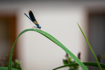 Closeup of a dragonfly perched on a green leaf of a plant