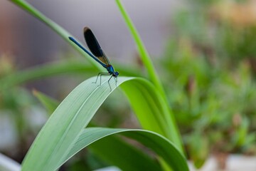 Closeup of a banded demoiselle (Calopteryx splendens) on a green leaf in a garden