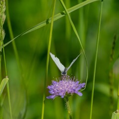 Closeup shot of a butterfly on a purple flower
