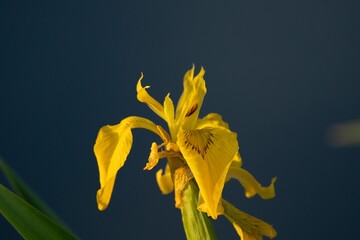 Closeup shot of the Iris Pseudacorus  flower on a blue background