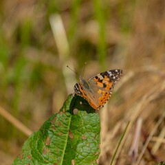 Closeup shot of a butterfly on a green leaf