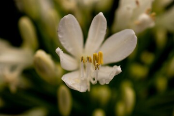 white flower and water drops