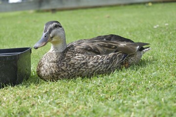 a mallard duck sitting and looking