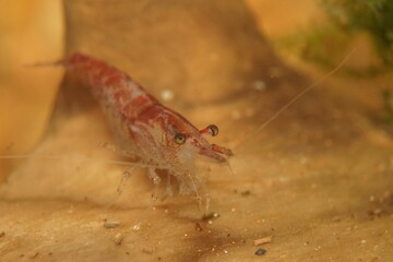 Close-up shot of a Neocaridina davidi shrimp