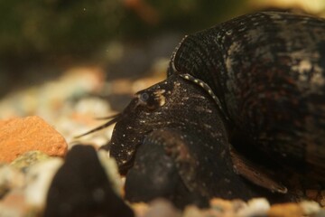 Close-up shot of a Black Devil Snail (Faunus ater)