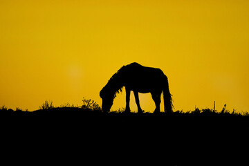 Horse silhouette on sunset background in Rachel Carson Reserve, North Carolina
